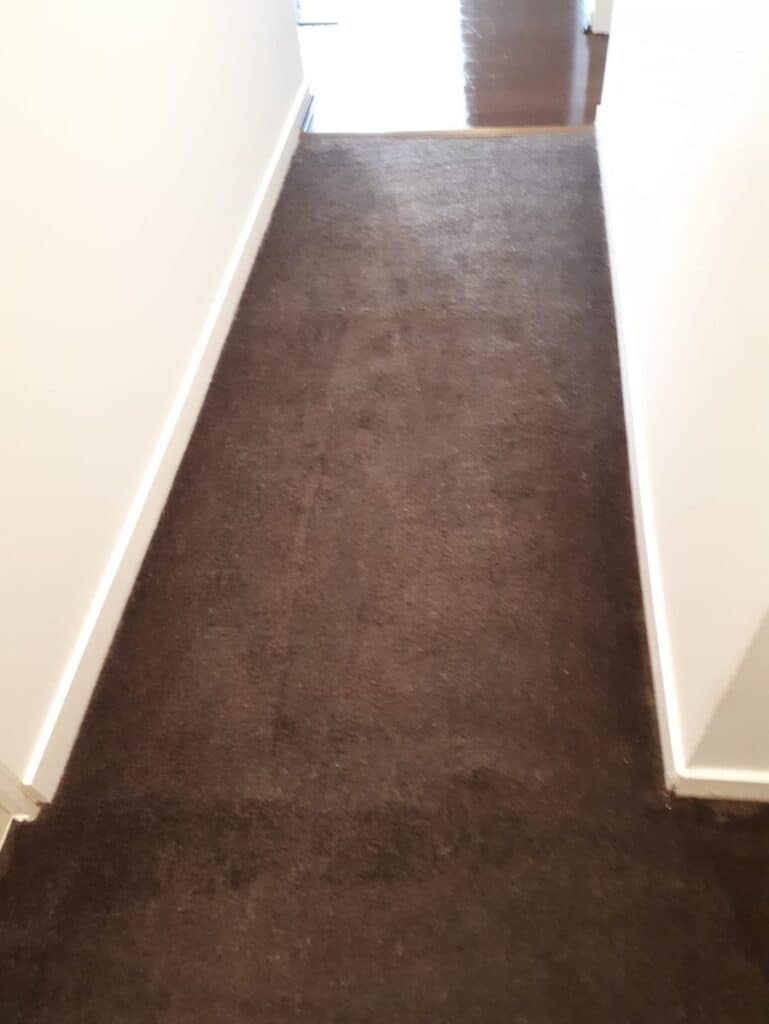 Hallway carpet after carpet steam cleaning